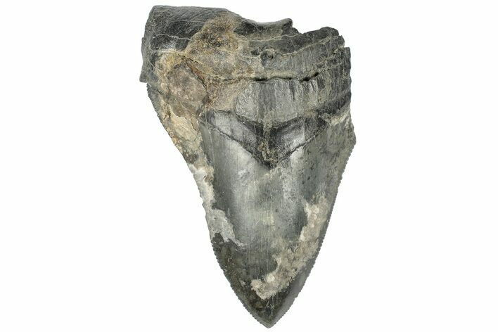 4.07" Partial, Fossil Megalodon Tooth 